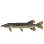 NORTH DAKOTA STATE