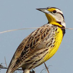 NEBRASKA STATE