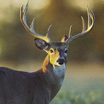 NEBRASKA STATE