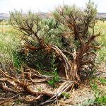 NEVADA STATE
