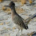 NEW MEXICO STATE