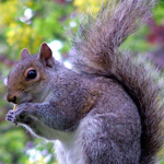 NORTH CAROLINA STATE