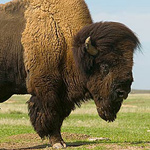 OKLAHOMA STATE