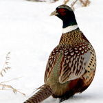 SOUTH DAKOTA STATE