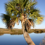 SOUTH CAROLINA STATE
