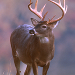 SOUTH CAROLINA STATE