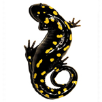 SOUTH CAROLINA STATE