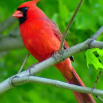 VIRGINIA STATE