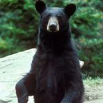 WEST VIRGINIA STATE