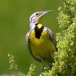 WYOMING STATE
