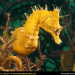 Seahorse