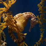 Seahorse