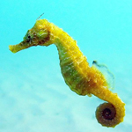 Seahorse