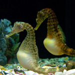 Seahorse