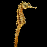 Seahorse