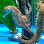 Seahorse
