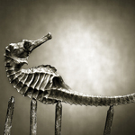 Seahorse