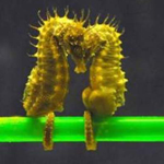 Seahorse