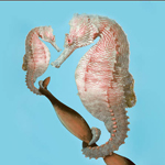 Seahorse