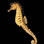 Seahorse