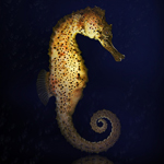 Seahorse