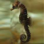 Seahorse