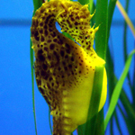 Seahorse