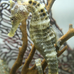 Seahorse