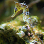 Seahorse