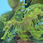 Seahorse
