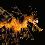 Seahorse
