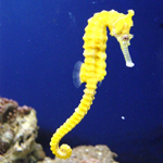 Seahorse