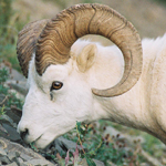 Sheep & Ram