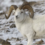 Sheep & Ram