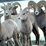 Sheep & Ram