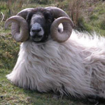 Sheep & Ram
