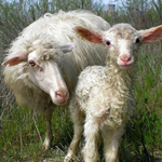 Sheep & Ram