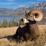 Sheep & Ram