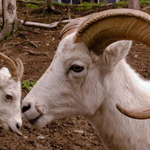 Sheep & Ram