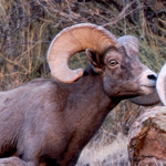 Sheep & Ram