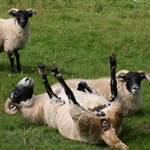 Sheep & Ram