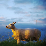 Sheep & Ram