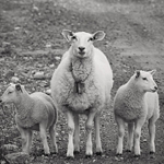 Sheep & Ram