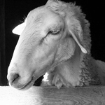 Sheep & Ram