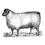 Sheep & Ram