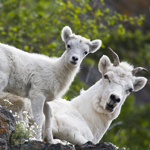Sheep & Ram