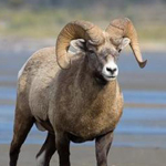 Sheep & Ram