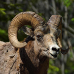 Sheep & Ram