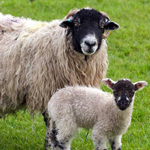 Sheep & Ram