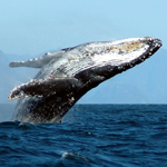Blue Whale